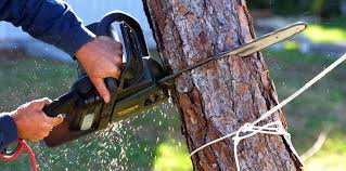 Best Tree Risk Assessment  in Gridley, IL